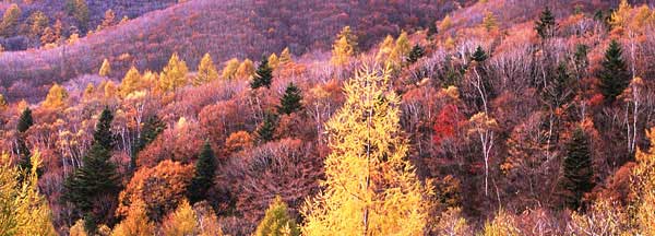 八ヶ岳編笠山の紅葉