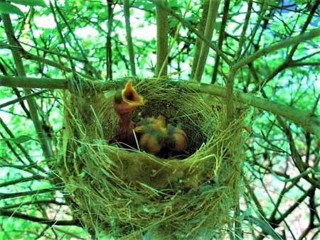 小鳥の誕生